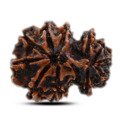 11 Mukhi Gauri Shankar Rudraksha (Nepal) 21.63 M.M.