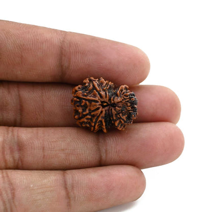 11 Mukhi Gauri Shankar Rudraksha (Nepal) 21.63 M.M.