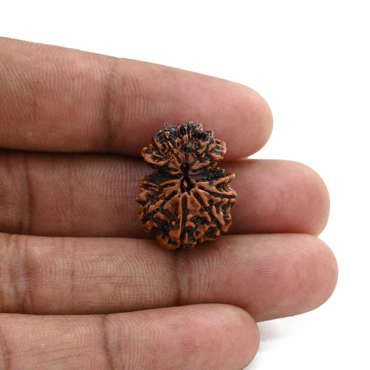 11 Mukhi Gauri Shankar Rudraksha (Nepal) 21.63 M.M.