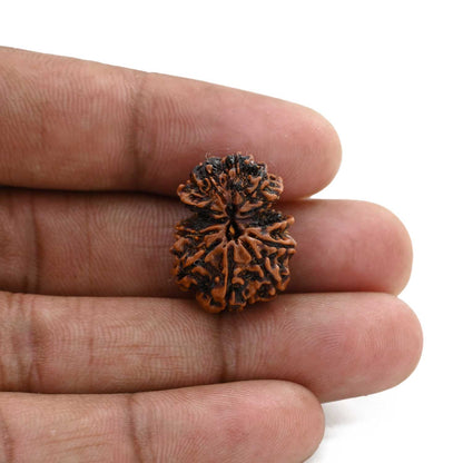 11 Mukhi Gauri Shankar Rudraksha (Nepal) 21.63 M.M.