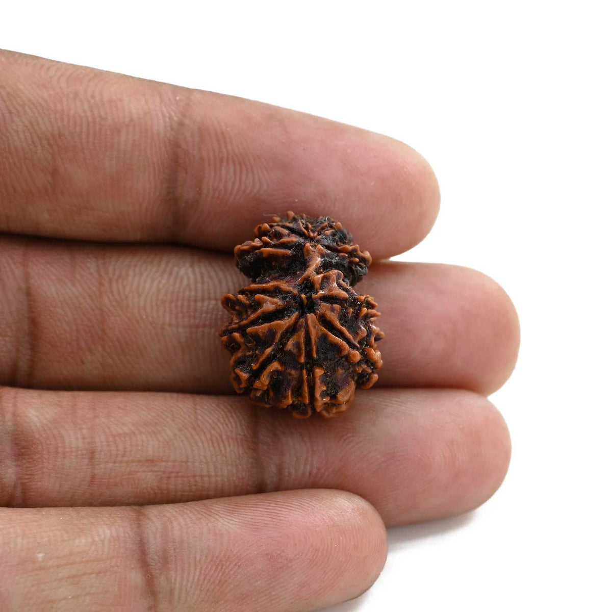 11 Mukhi Gauri Shankar Rudraksha (Nepal) 21.63 M.M.