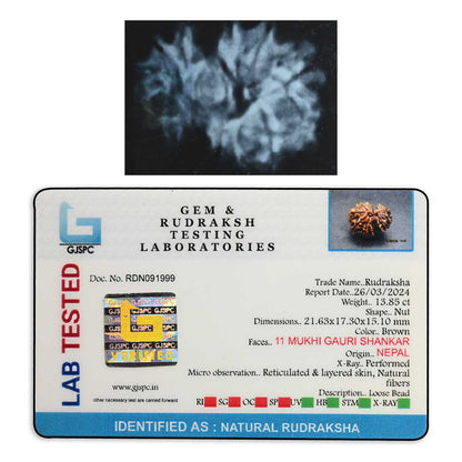 11 Mukhi Gauri Shankar Rudraksha (Nepal) 21.63 M.M.