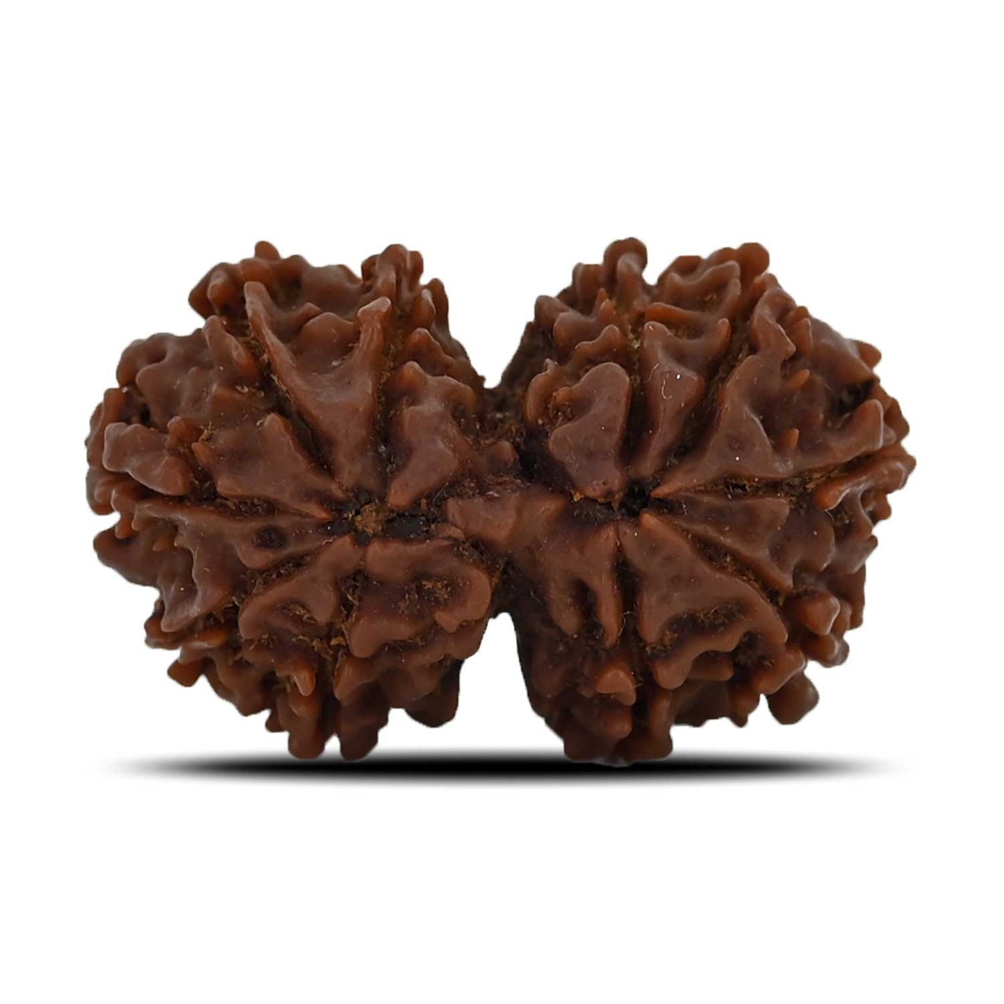 Natural 10 Mukhi (Ten Mukhi) Gauri Shankar Rudraksha (Nepal) GJSPC Certified 30.68 M.M.