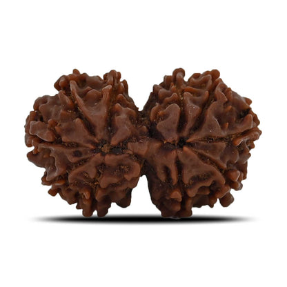 Natural 10 Mukhi (Ten Mukhi) Gauri Shankar Rudraksha (Nepal) GJSPC Certified 30.68 M.M.