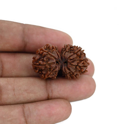 Natural 10 Mukhi (Ten Mukhi) Gauri Shankar Rudraksha (Nepal) GJSPC Certified 30.68 M.M.