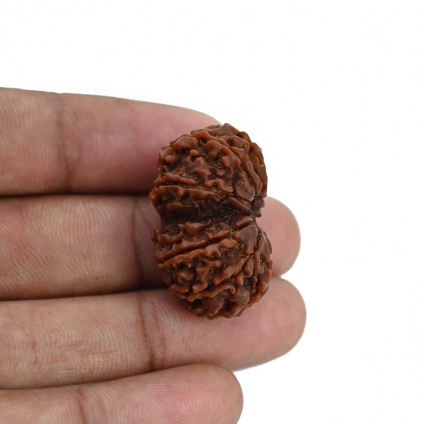 Natural 10 Mukhi (Ten Mukhi) Gauri Shankar Rudraksha (Nepal) GJSPC Certified 30.68 M.M.