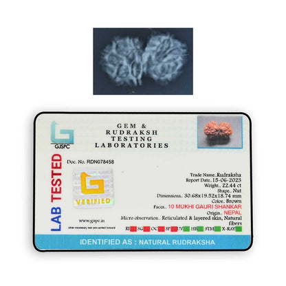 Natural 10 Mukhi (Ten Mukhi) Gauri Shankar Rudraksha (Nepal) GJSPC Certified 30.68 M.M.