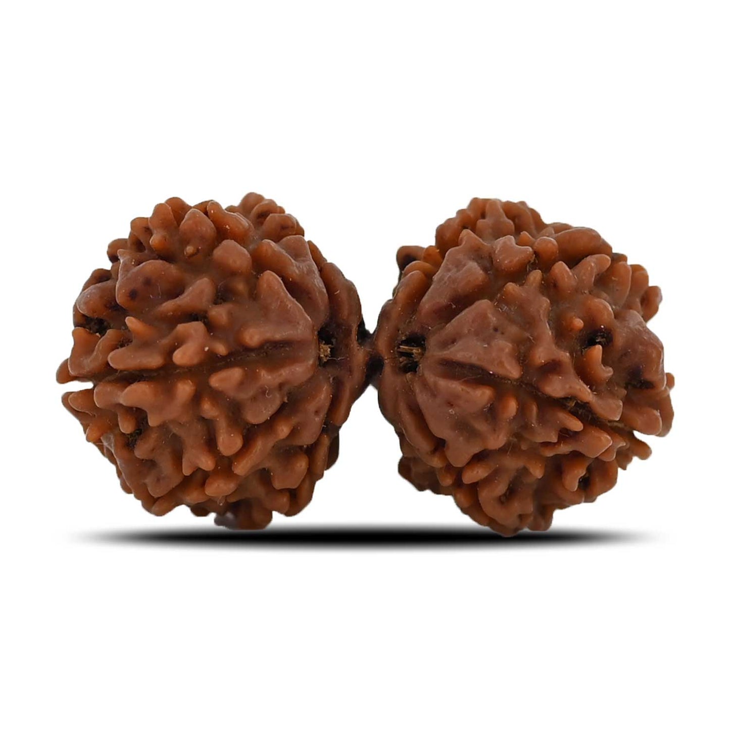 Natural 10 Mukhi (Ten Mukhi) Gauri Shankar Rudraksha (Nepal) GJSPC Certified 33.58 M.M.
