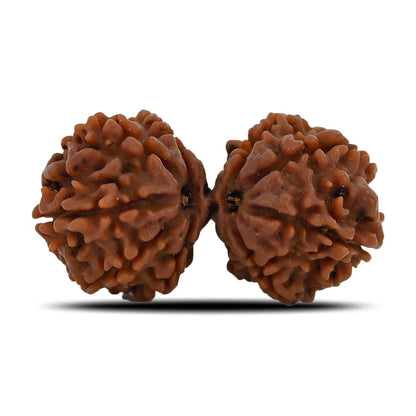 Natural 10 Mukhi (Ten Mukhi) Gauri Shankar Rudraksha (Nepal) GJSPC Certified 33.58 M.M.