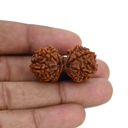 Natural 10 Mukhi (Ten Mukhi) Gauri Shankar Rudraksha (Nepal) GJSPC Certified 33.58 M.M.