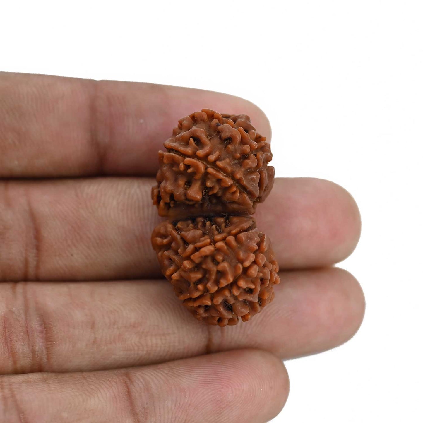 Natural 10 Mukhi (Ten Mukhi) Gauri Shankar Rudraksha (Nepal) GJSPC Certified 33.58 M.M.
