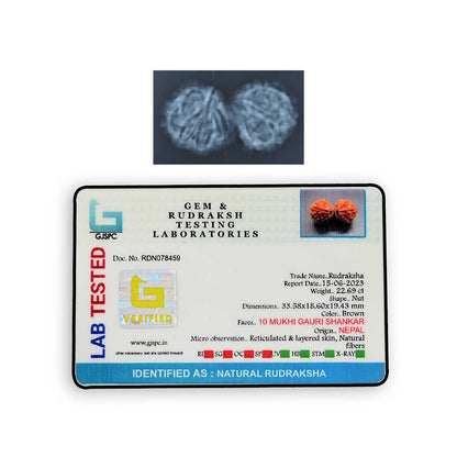 Natural 10 Mukhi (Ten Mukhi) Gauri Shankar Rudraksha (Nepal) GJSPC Certified 33.58 M.M.