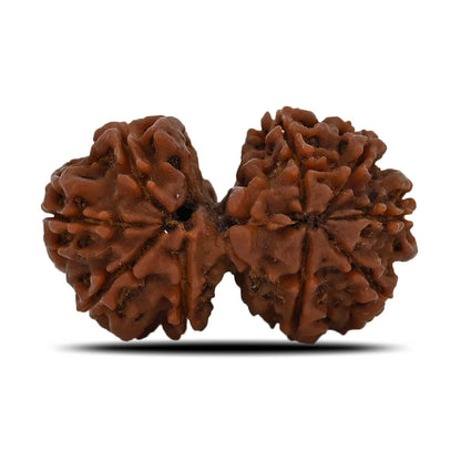 Natural 9 Mukhi (Nine Mukhi) Gauri Shankar Rudraksha (Nepal) GJSPC Certified 30.11 M.M.