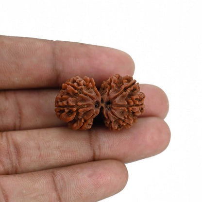 Natural 9 Mukhi (Nine Mukhi) Gauri Shankar Rudraksha (Nepal) GJSPC Certified 30.11 M.M.