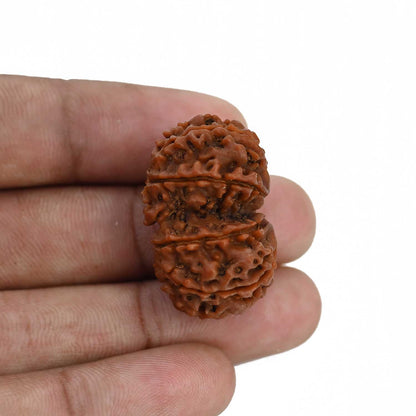 Natural 9 Mukhi (Nine Mukhi) Gauri Shankar Rudraksha (Nepal) GJSPC Certified 30.11 M.M.