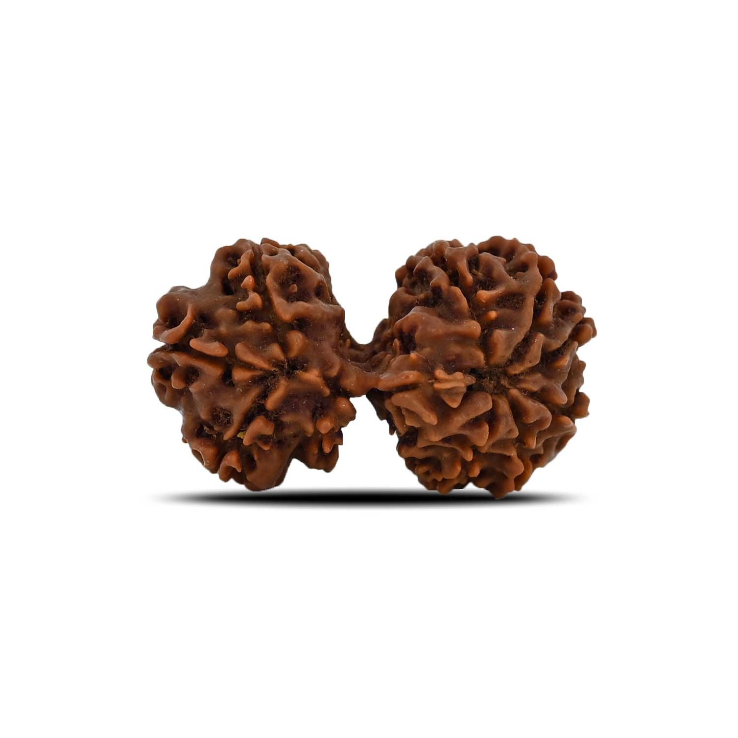 Natural 10 Mukhi (Ten Mukhi) Gauri Shankar Rudraksha (Nepal) GJSPC Certified 31.99 M.M.
