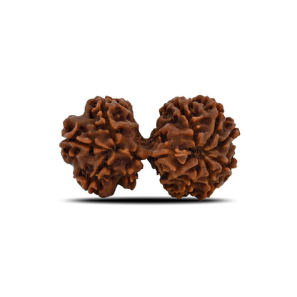 Natural 10 Mukhi (Ten Mukhi) Gauri Shankar Rudraksha (Nepal) GJSPC Certified 31.99 M.M.