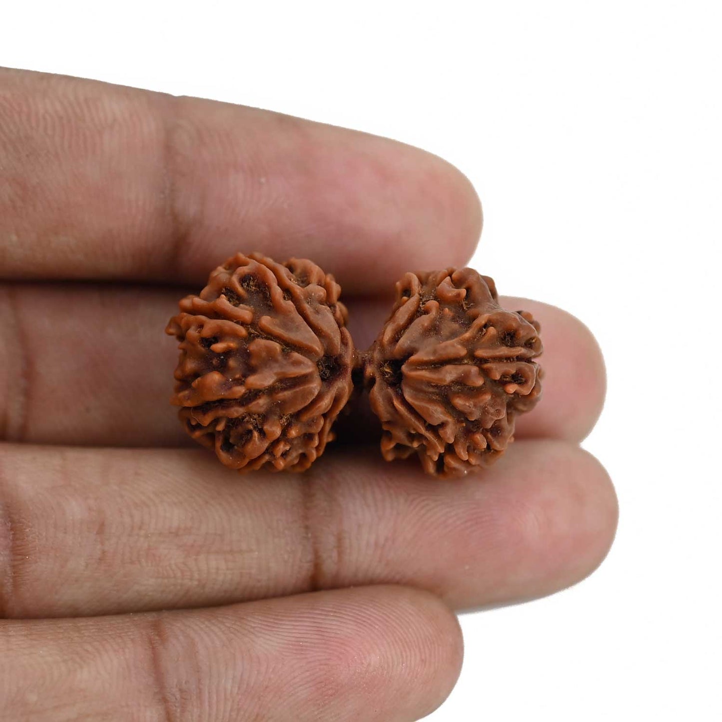 Natural 10 Mukhi (Ten Mukhi) Gauri Shankar Rudraksha (Nepal) GJSPC Certified 31.99 M.M.