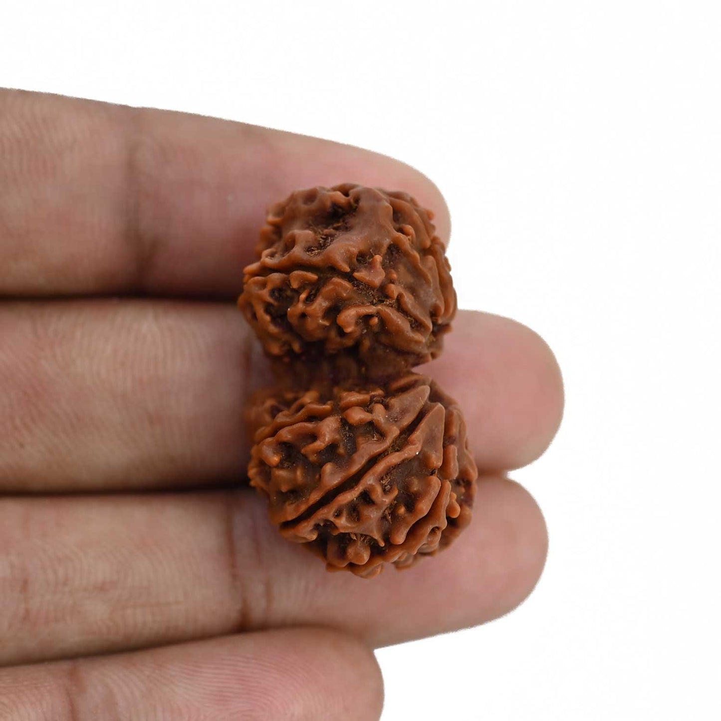 Natural 10 Mukhi (Ten Mukhi) Gauri Shankar Rudraksha (Nepal) GJSPC Certified 31.99 M.M.