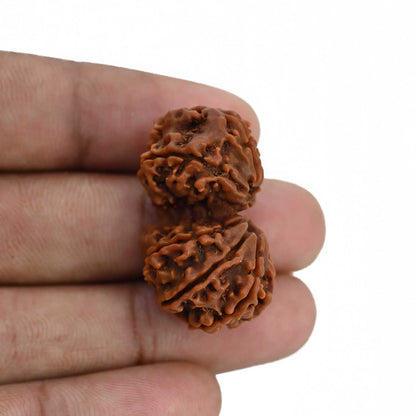Natural 10 Mukhi (Ten Mukhi) Gauri Shankar Rudraksha (Nepal) GJSPC Certified 31.99 M.M.