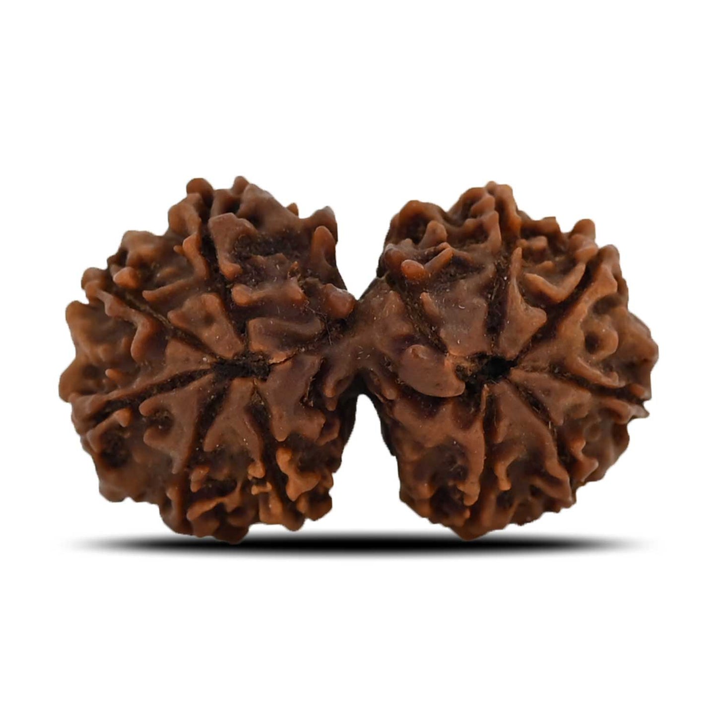 Natural 11 Mukhi (Elevan Mukhi) Gauri Shankar Rudraksha (Nepal) GJSPC Certified 32.11 M.M.