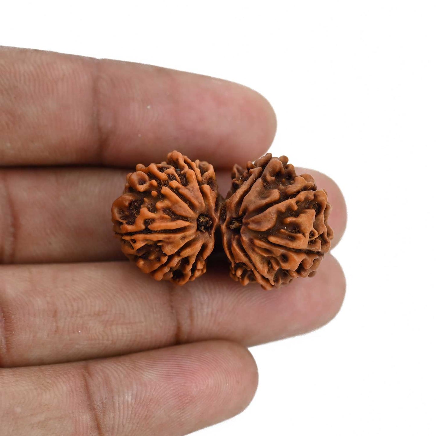 Natural 11 Mukhi (Elevan Mukhi) Gauri Shankar Rudraksha (Nepal) GJSPC Certified 32.11 M.M.