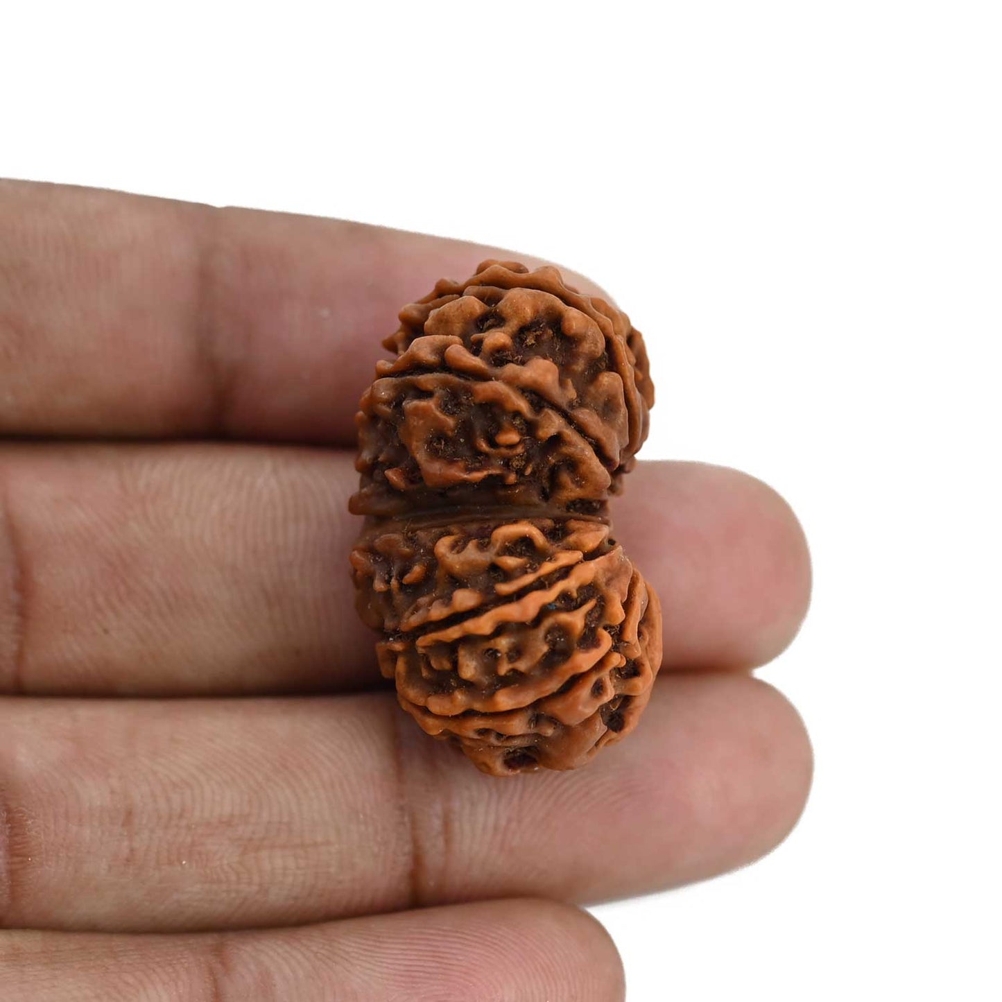 Natural 11 Mukhi (Elevan Mukhi) Gauri Shankar Rudraksha (Nepal) GJSPC Certified 32.11 M.M.