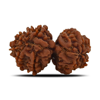 Natural 10 Mukhi (Ten Mukhi) Gauri Shankar Rudraksha (Nepal) GJSPC Certified 32.65 M.M.