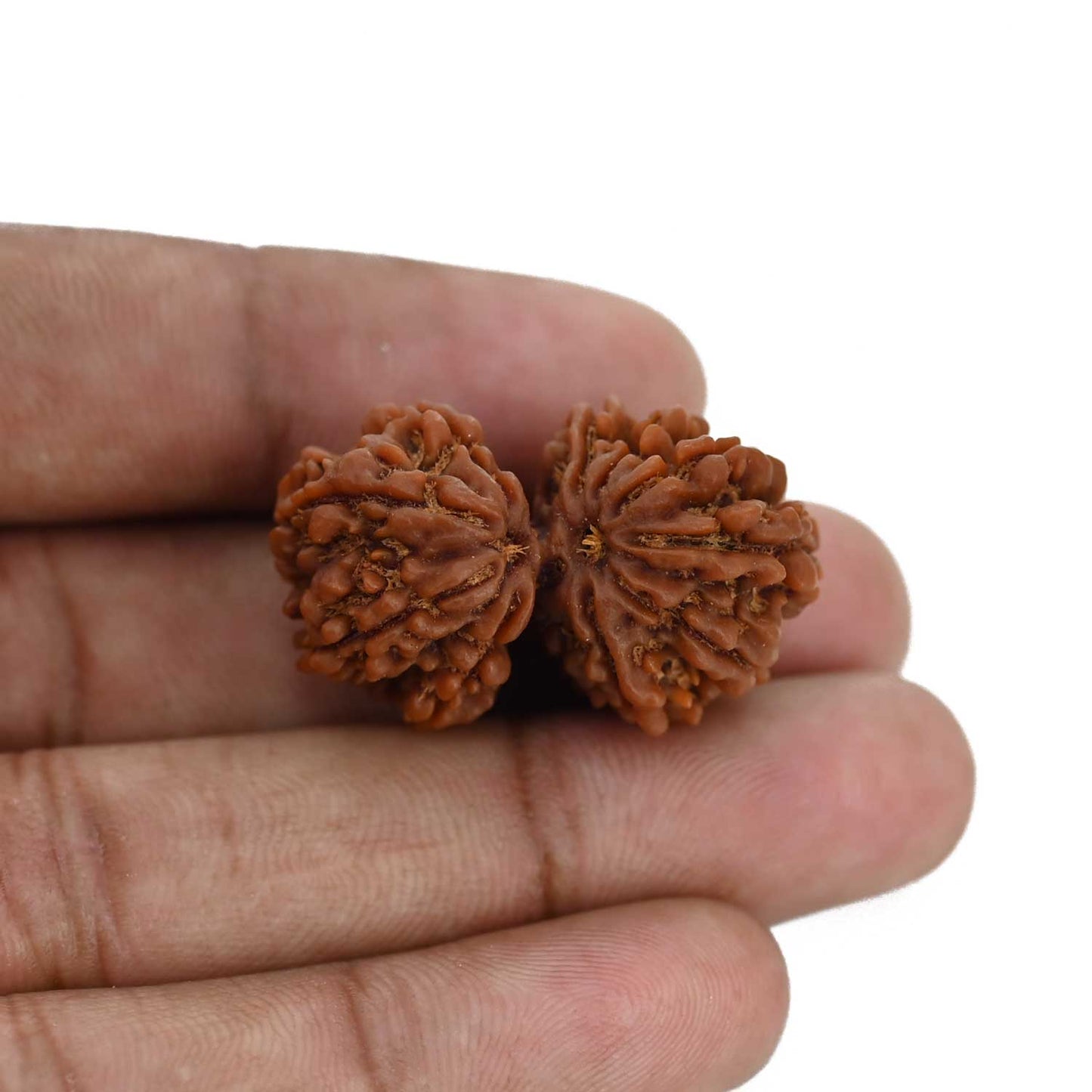Natural 10 Mukhi (Ten Mukhi) Gauri Shankar Rudraksha (Nepal) GJSPC Certified 32.65 M.M.