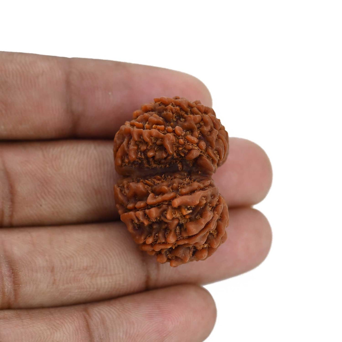 Natural 10 Mukhi (Ten Mukhi) Gauri Shankar Rudraksha (Nepal) GJSPC Certified 32.65 M.M.
