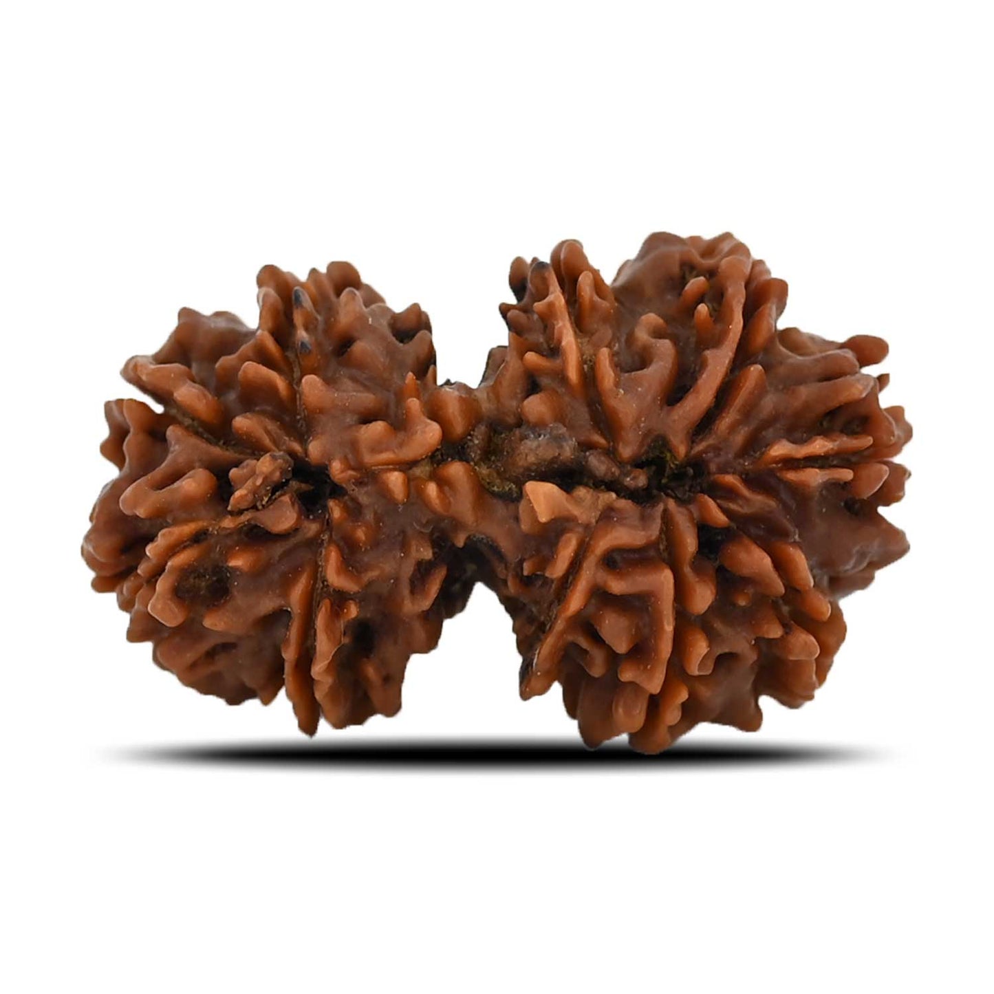 Natural 10 Mukhi (Ten Mukhi) Gauri Shankar Rudraksha (Nepal) GJSPC Certified 32.84 M.M.