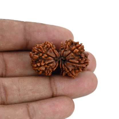 Natural 10 Mukhi (Ten Mukhi) Gauri Shankar Rudraksha (Nepal) GJSPC Certified 32.84 M.M.