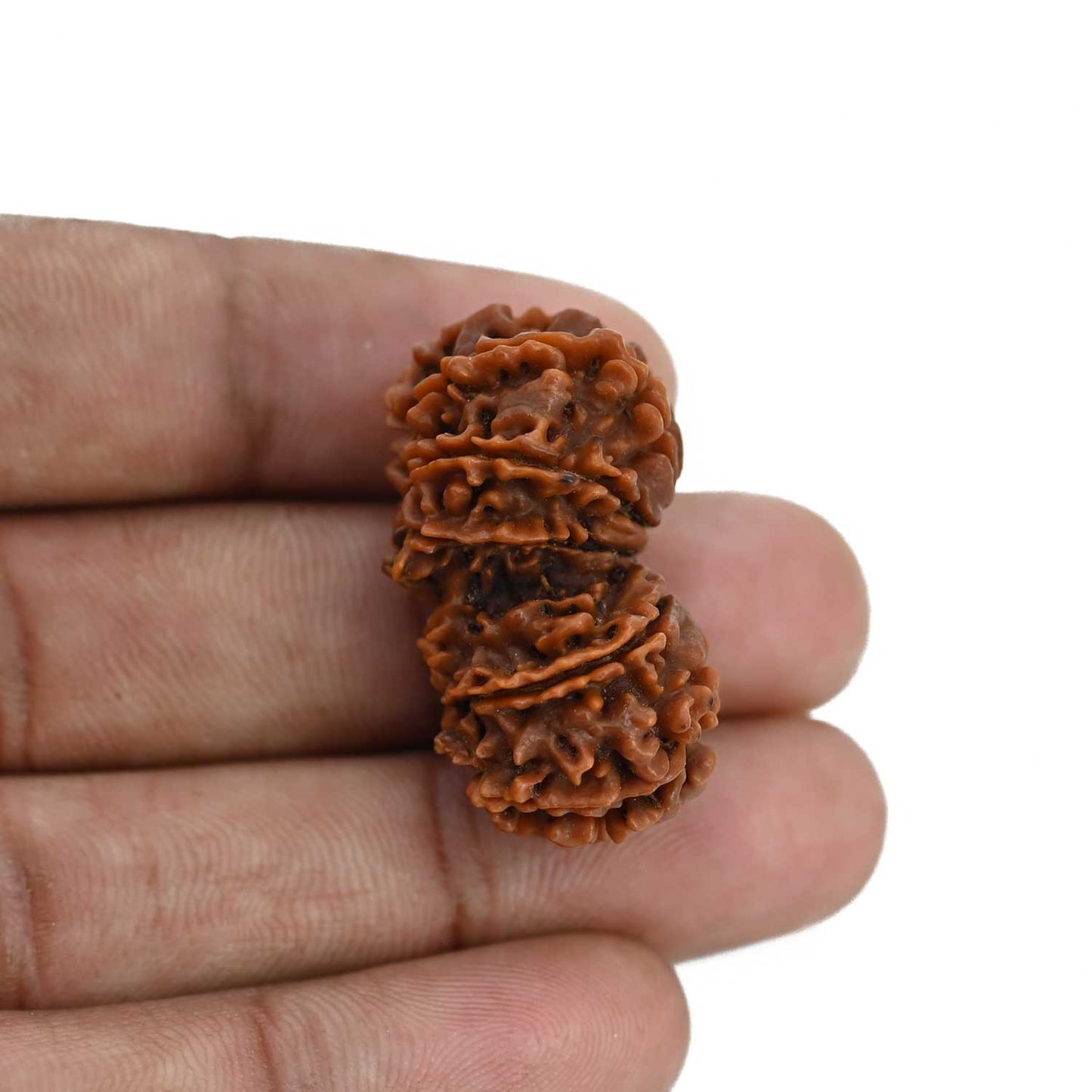Natural 10 Mukhi (Ten Mukhi) Gauri Shankar Rudraksha (Nepal) GJSPC Certified 32.84 M.M.