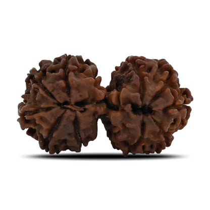 Natural 10 Mukhi (Ten Mukhi) Gauri Shankar Rudraksha (Nepal) GJSPC Certified 33.82 M.M.