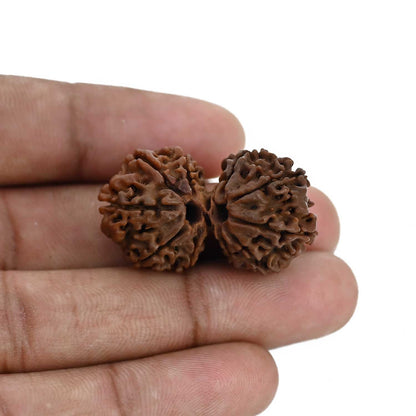 Natural 10 Mukhi (Ten Mukhi) Gauri Shankar Rudraksha (Nepal) GJSPC Certified 33.82 M.M.