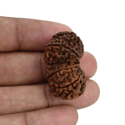 Natural 10 Mukhi (Ten Mukhi) Gauri Shankar Rudraksha (Nepal) GJSPC Certified 33.82 M.M.