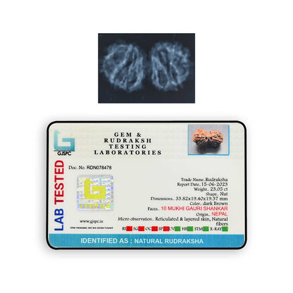 Natural 10 Mukhi (Ten Mukhi) Gauri Shankar Rudraksha (Nepal) GJSPC Certified 33.82 M.M.