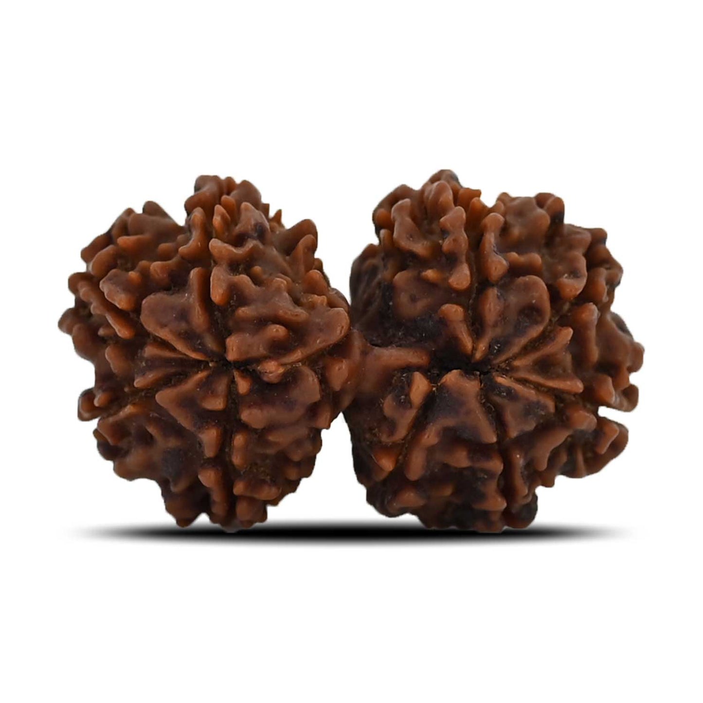 Natural 9 Mukhi (Nine Mukhi) Gauri Shankar Rudraksha (Nepal) GJSPC Certified 31.14 M.M.
