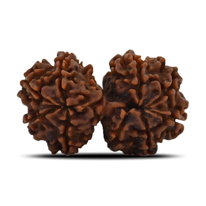 Natural 9 Mukhi (Nine Mukhi) Gauri Shankar Rudraksha (Nepal) GJSPC Certified 31.14 M.M.