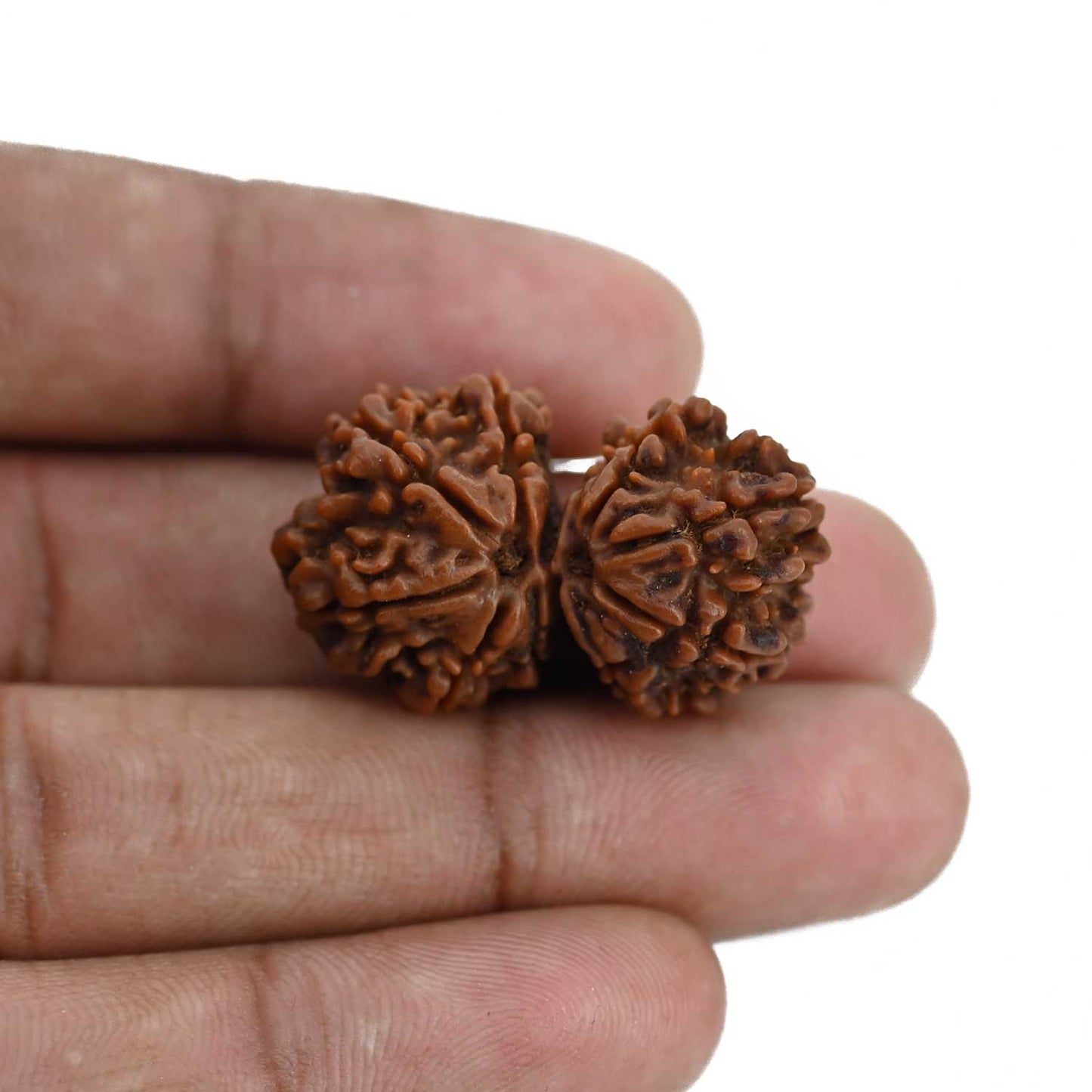 Natural 9 Mukhi (Nine Mukhi) Gauri Shankar Rudraksha (Nepal) GJSPC Certified 31.14 M.M.