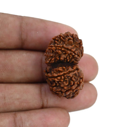 Natural 9 Mukhi (Nine Mukhi) Gauri Shankar Rudraksha (Nepal) GJSPC Certified 31.14 M.M.