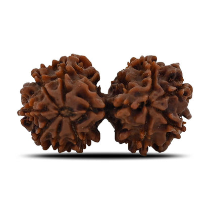 Natural 10 Mukhi (Ten Mukhi) Gauri Shankar Rudraksha (Nepal) GJSPC Certified 34.55 M.M.