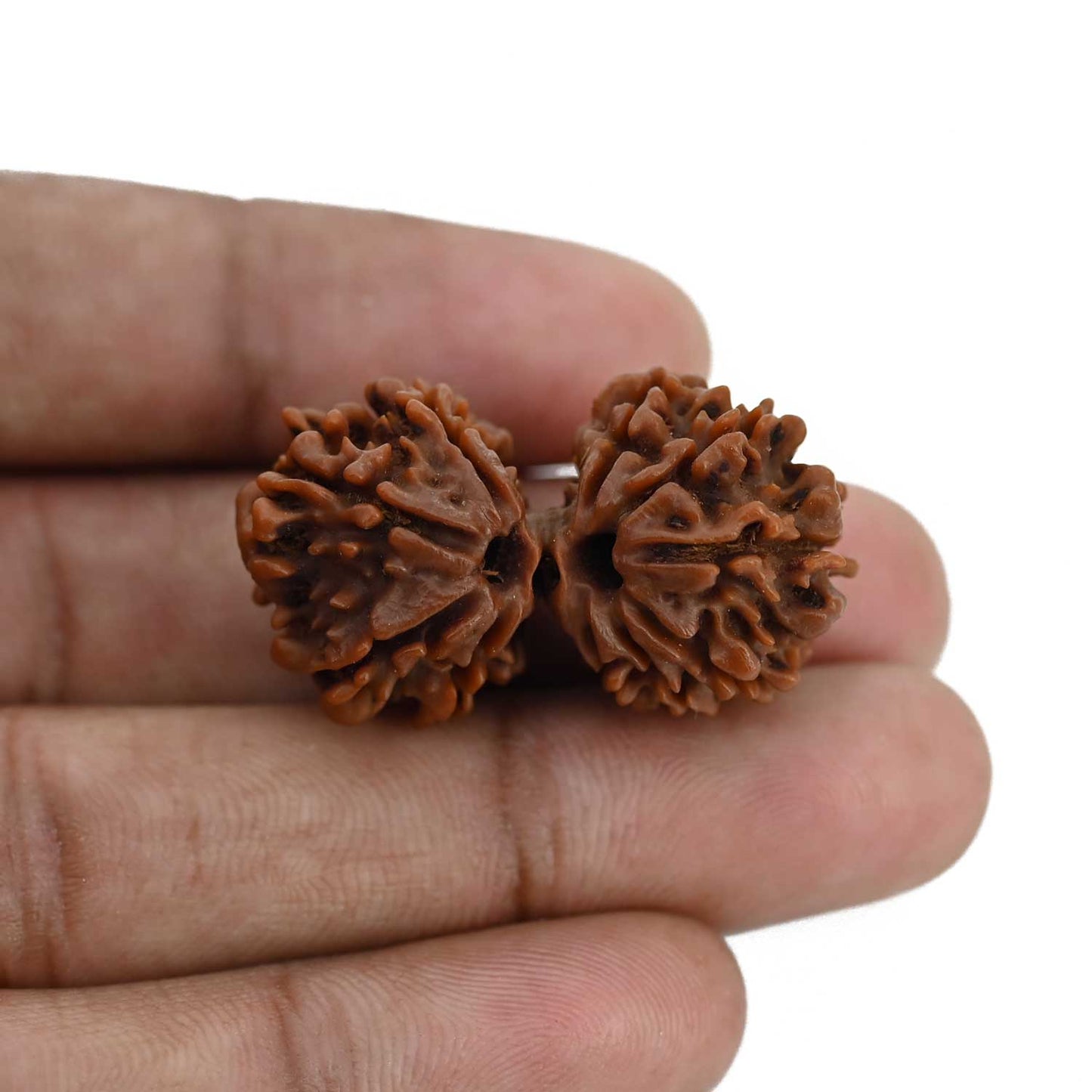 Natural 10 Mukhi (Ten Mukhi) Gauri Shankar Rudraksha (Nepal) GJSPC Certified 34.55 M.M.