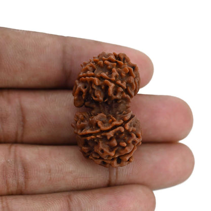 Natural 10 Mukhi (Ten Mukhi) Gauri Shankar Rudraksha (Nepal) GJSPC Certified 34.55 M.M.