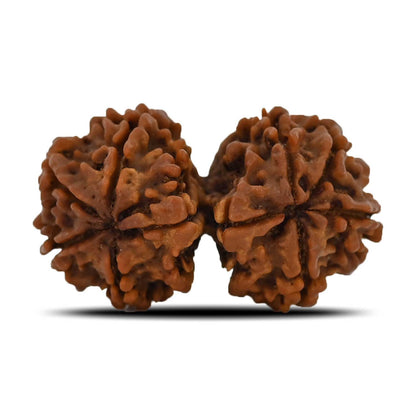 Natural 8 Mukhi (Eight Mukhi) Gauri Shankar Rudraksha (Nepal) GJSPC Certified 32.55 M.M.
