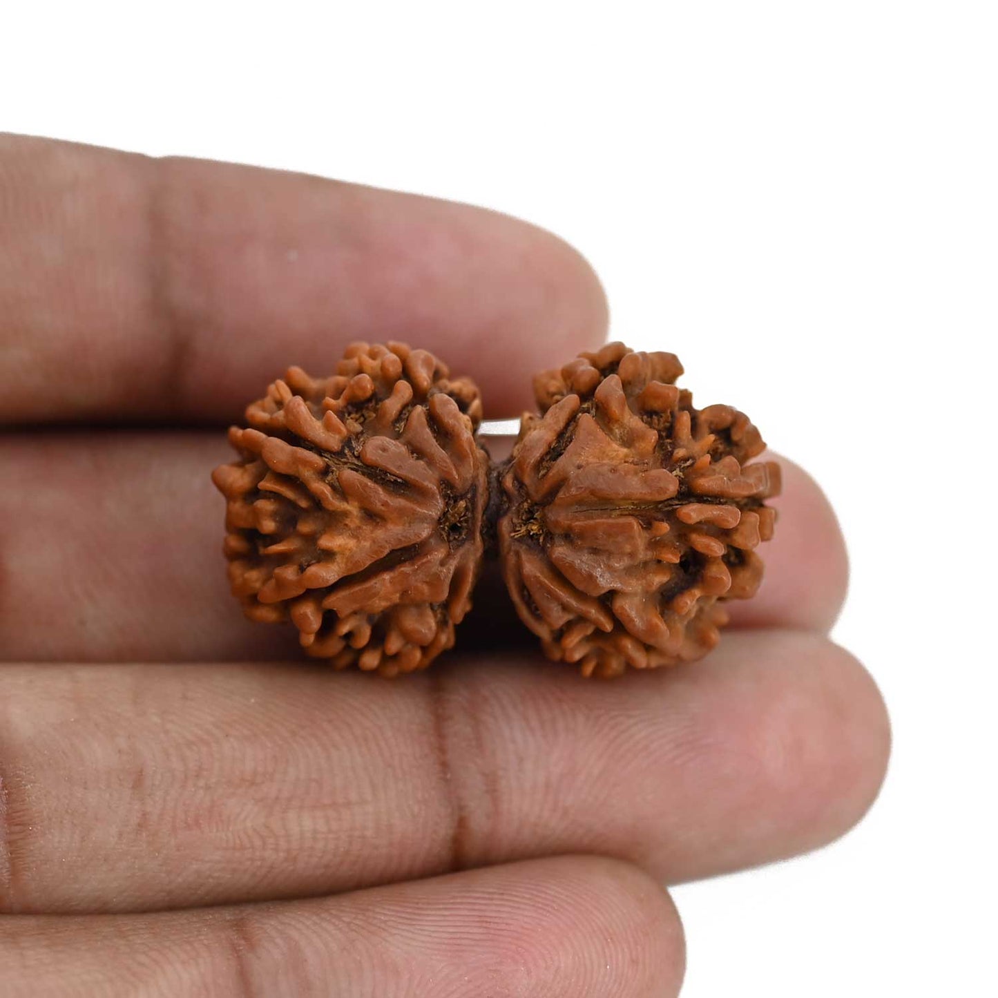 Natural 8 Mukhi (Eight Mukhi) Gauri Shankar Rudraksha (Nepal) GJSPC Certified 32.55 M.M.