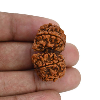 Natural 8 Mukhi (Eight Mukhi) Gauri Shankar Rudraksha (Nepal) GJSPC Certified 32.55 M.M.