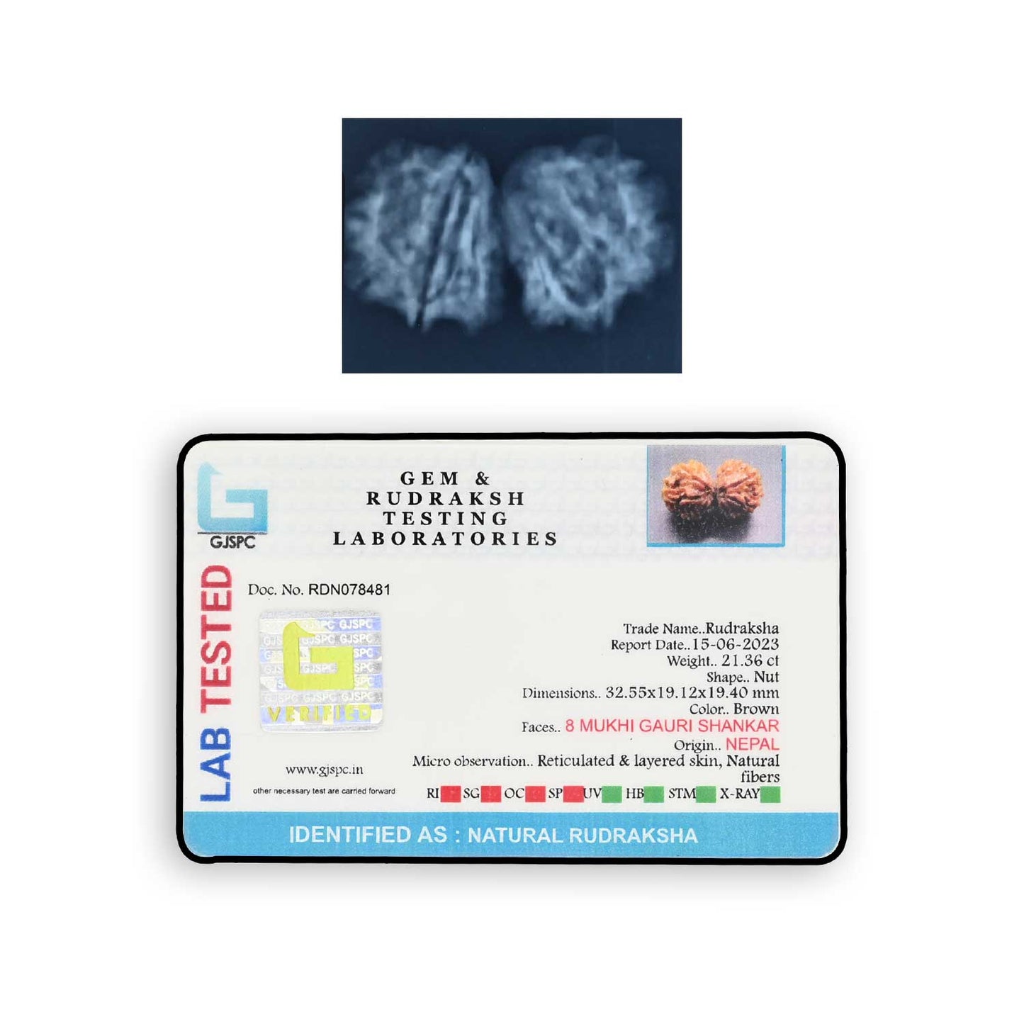 Natural 8 Mukhi (Eight Mukhi) Gauri Shankar Rudraksha (Nepal) GJSPC Certified 32.55 M.M.