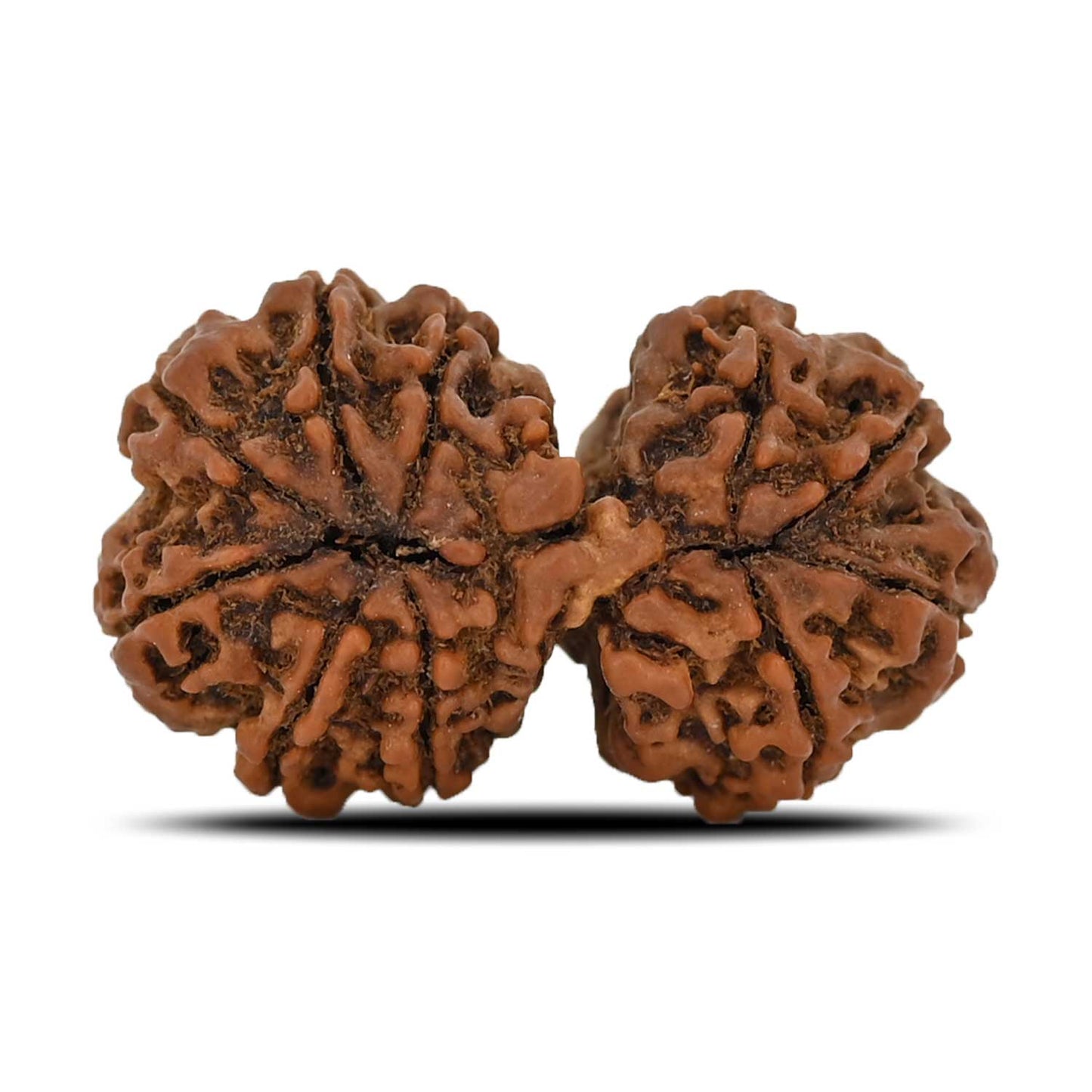 Natural 10 Mukhi (Ten Mukhi) Gauri Shankar Rudraksha (Nepal) GJSPC Certified 31.85 M.M.