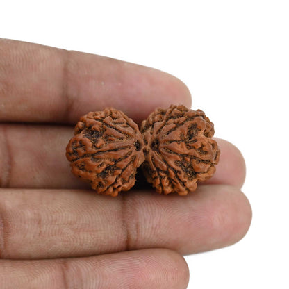 Natural 10 Mukhi (Ten Mukhi) Gauri Shankar Rudraksha (Nepal) GJSPC Certified 31.85 M.M.
